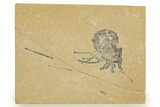 Cretaceous Fossil Shrimp - Lebanon #323712-1